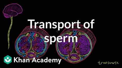 public erection videos|Transport of sperm via erection and ejaculation (video) .